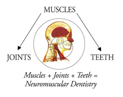 A chart showing the connection between muscles, jaw joints, and teeth